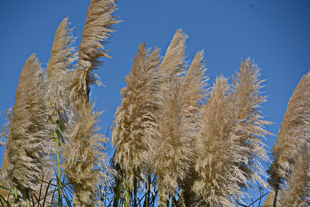 DSC_2290.jpg