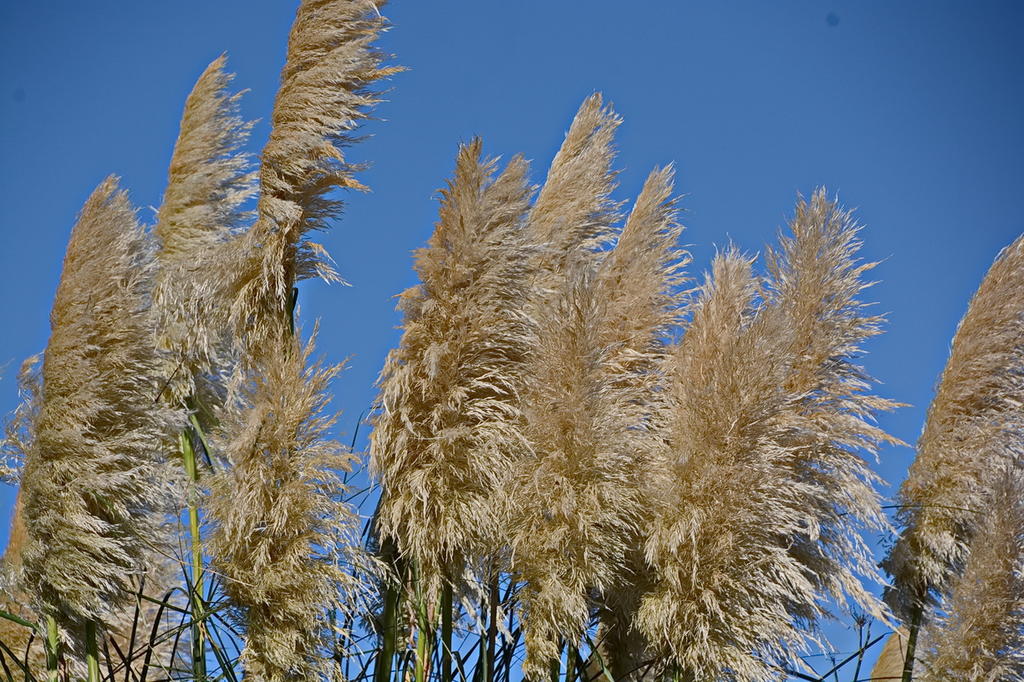 DSC_2290.jpg