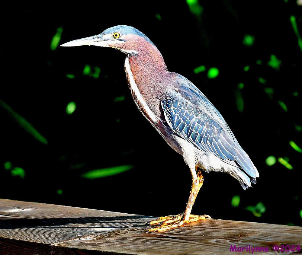 DSC_2290_001.JPG