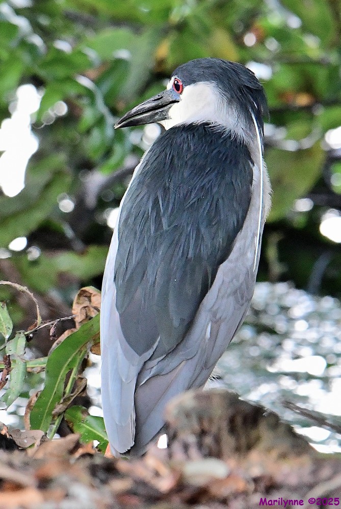 DSC_2290_001.JPG