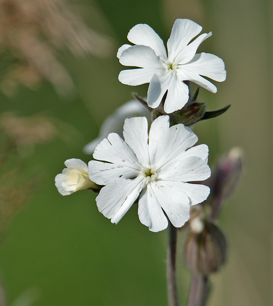 DSC_2291.jpg