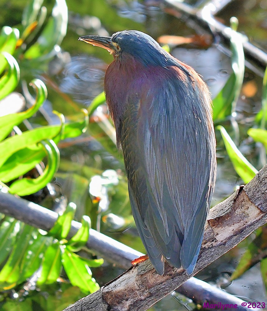 DSC_2292_001.JPG