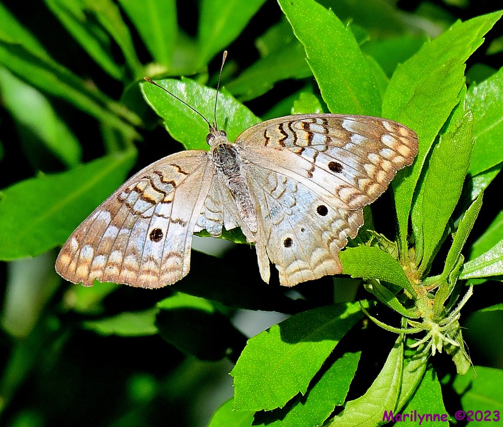 DSC_2294_001.JPG