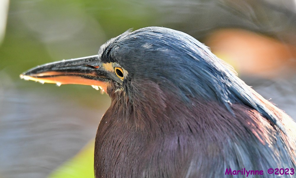 DSC_2294_001.JPG