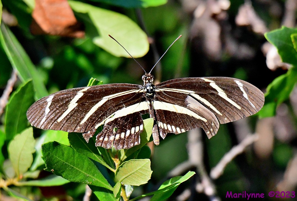 DSC_2295_001.JPG