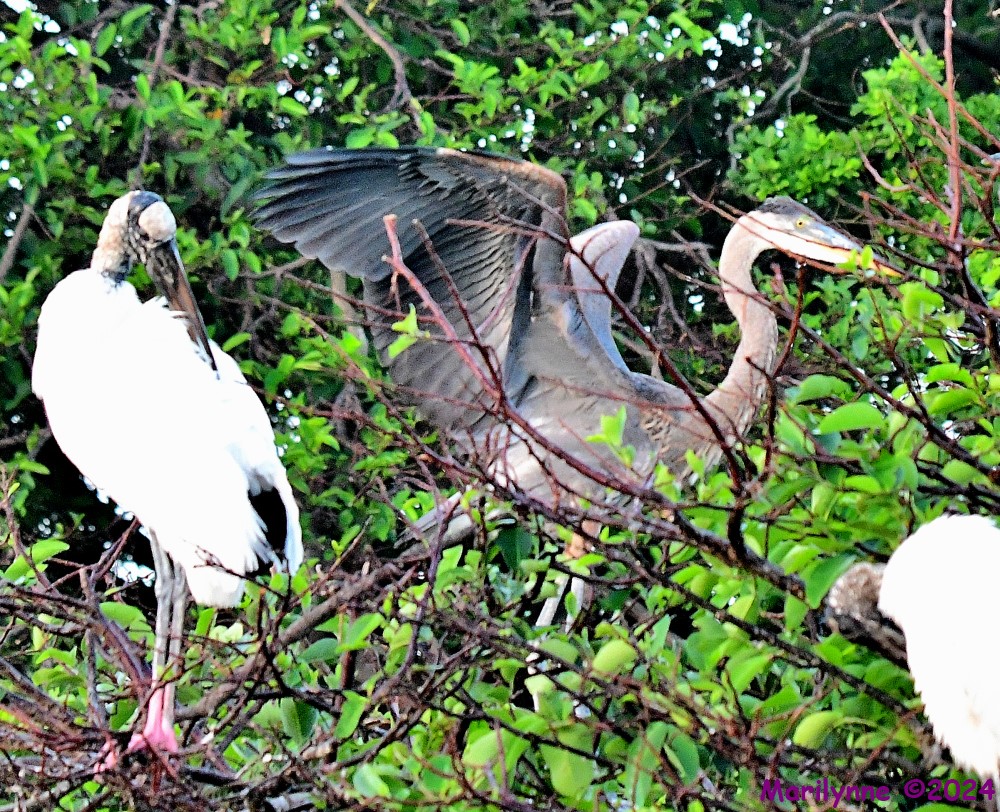 DSC_2295_001.JPG