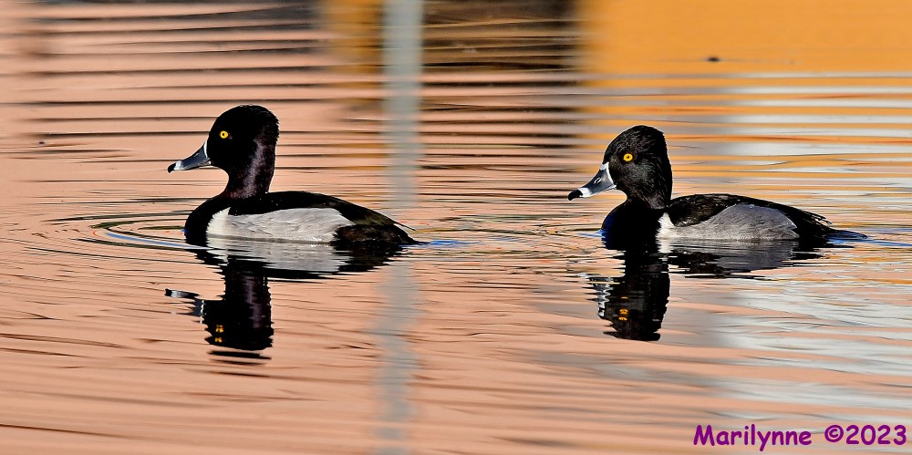 DSC_2296_001.JPG