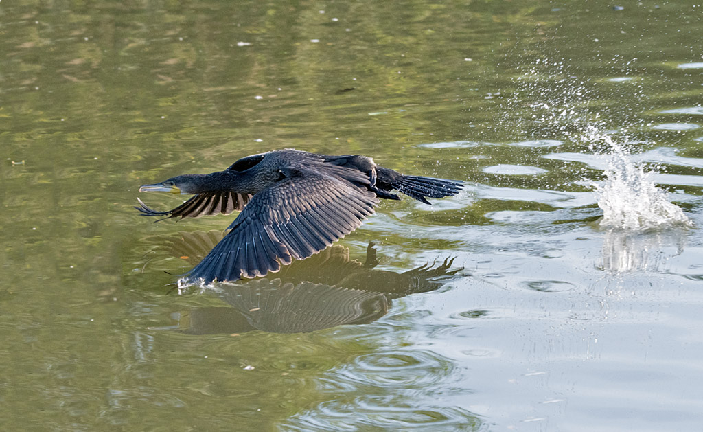 DSC_2297.jpg