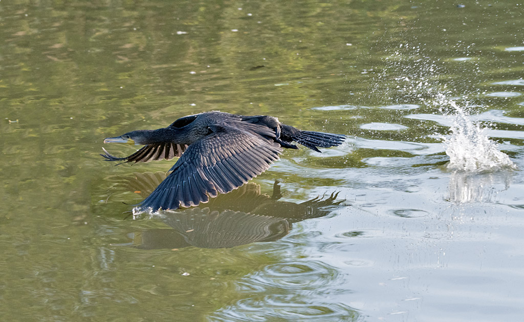 DSC_2297.jpg