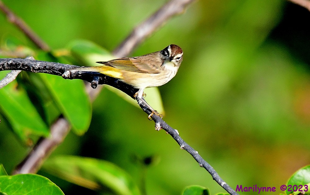 DSC_2297_001.JPG