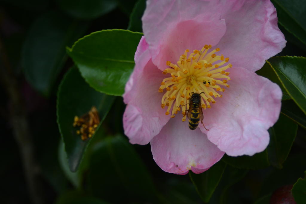 DSC_2298.jpg