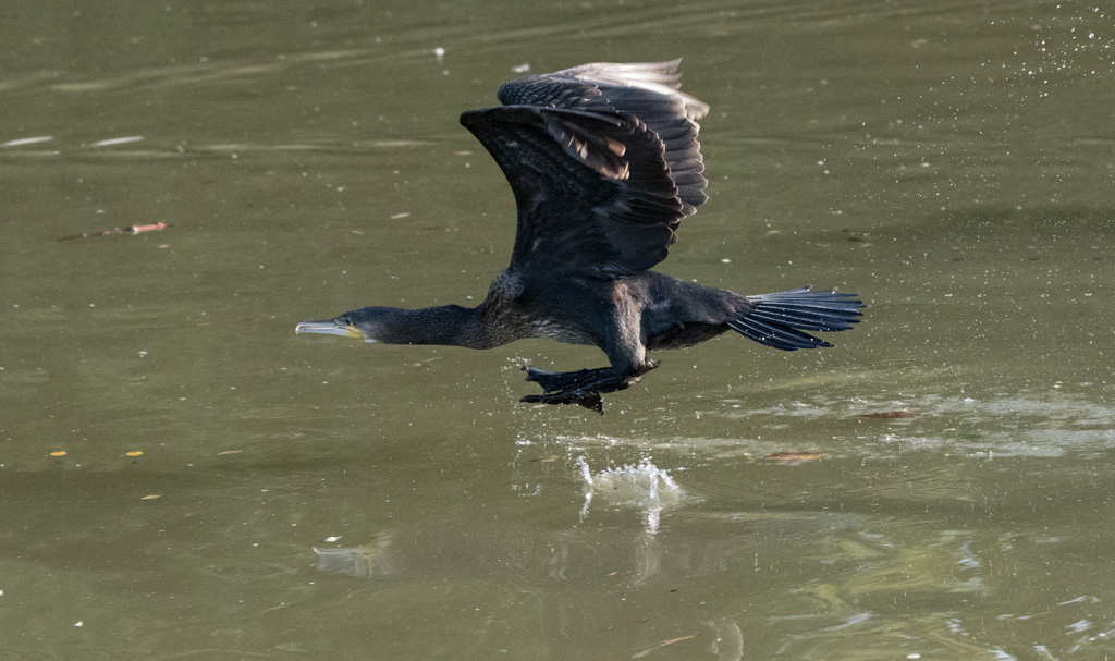 DSC_2299.jpg