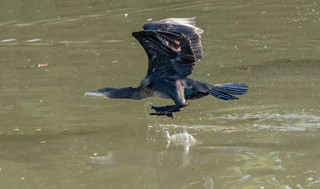 dsc_2299_36450823636_o.jpg