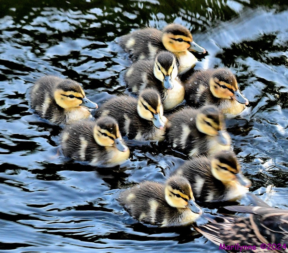 DSC_2305_001.JPG