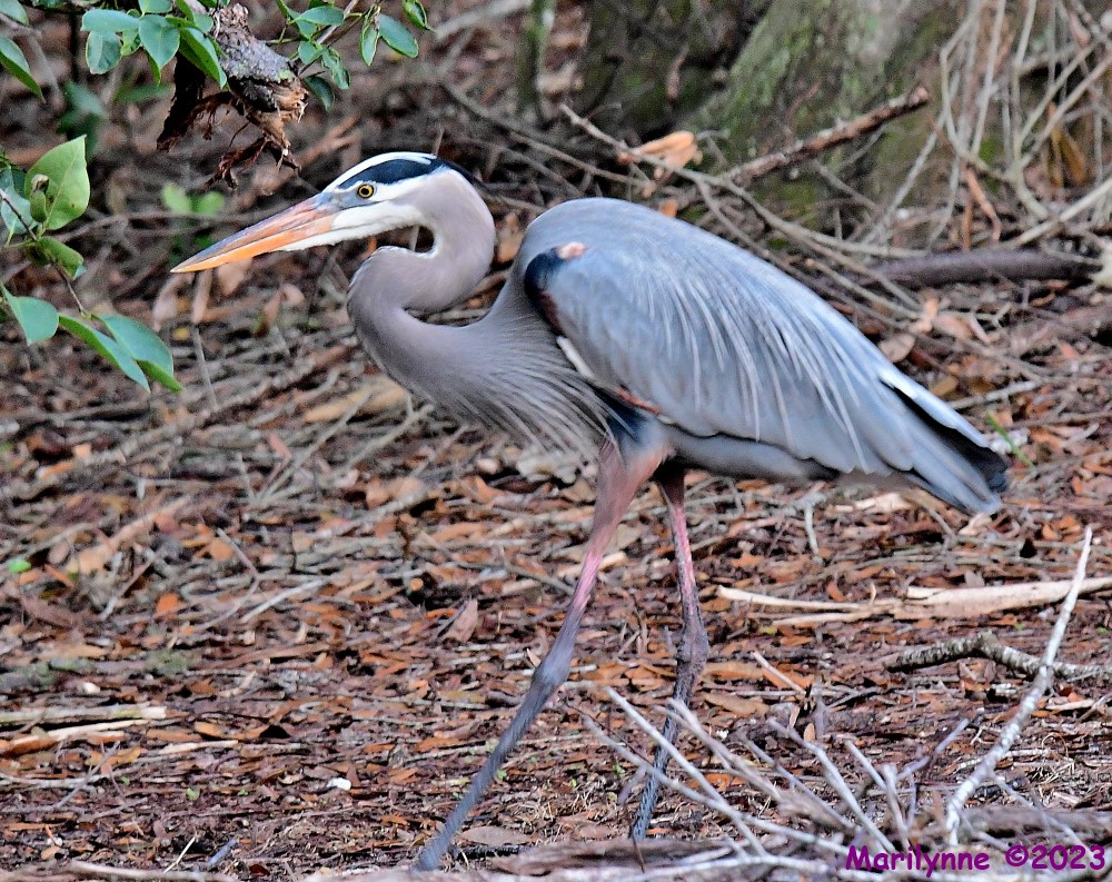 DSC_2310_001.JPG