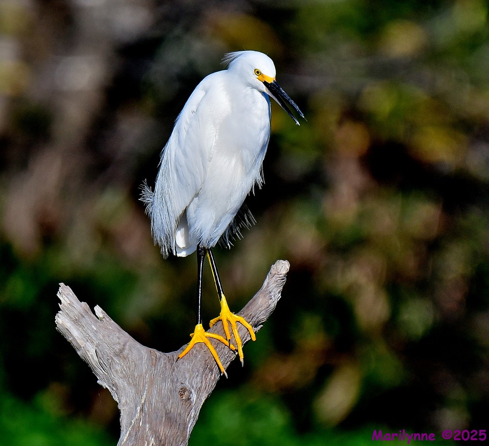 DSC_2311_001.JPG