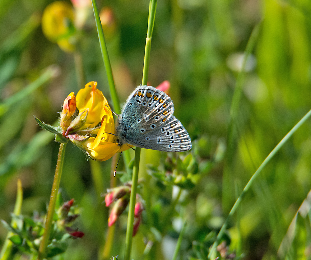 DSC_2312.jpg