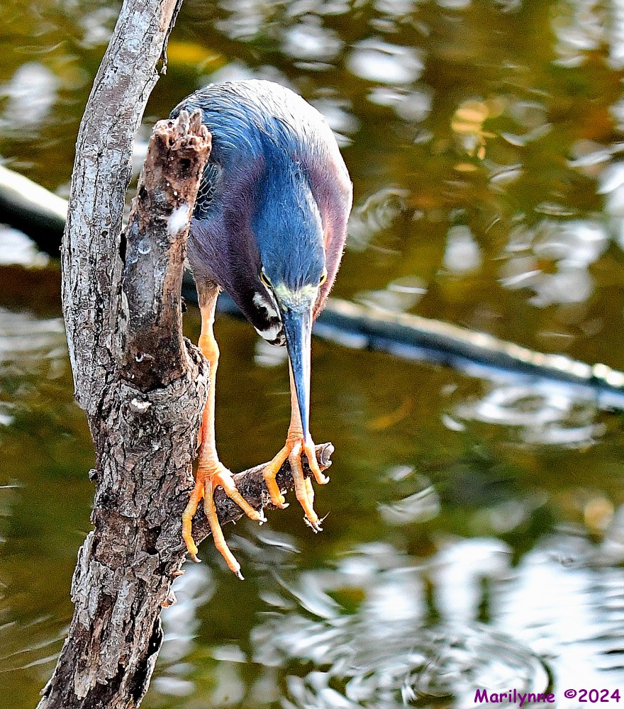DSC_2313_001.JPG