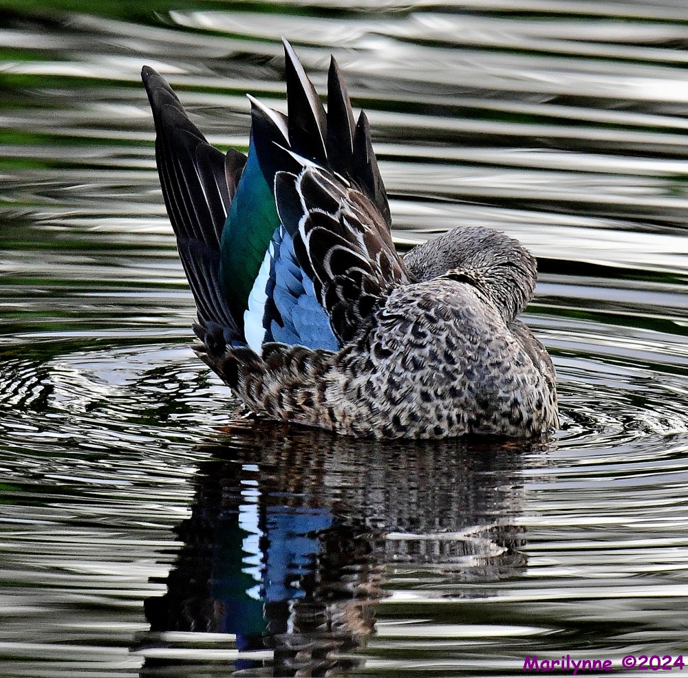 DSC_2313_001.JPG