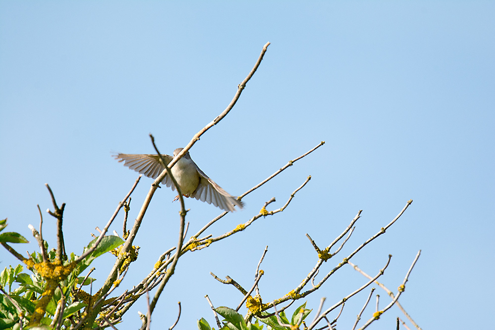 DSC_2315.jpg