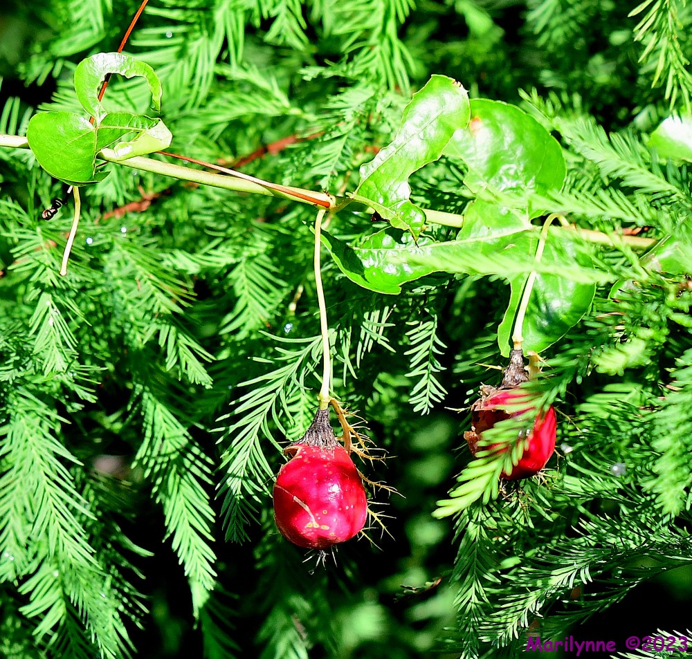 DSC_2315_001.JPG
