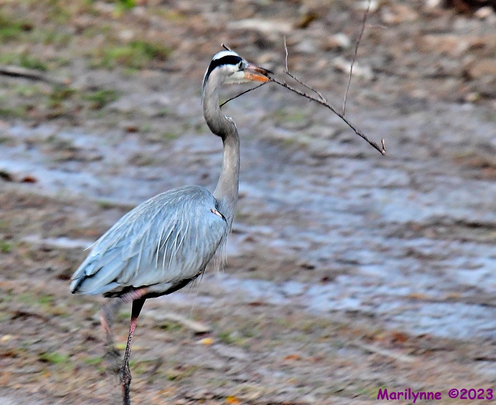 DSC_2316_001.JPG