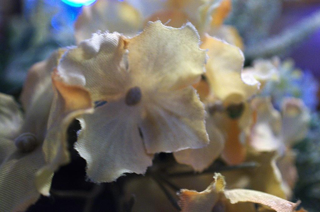 DSC_2317.jpg