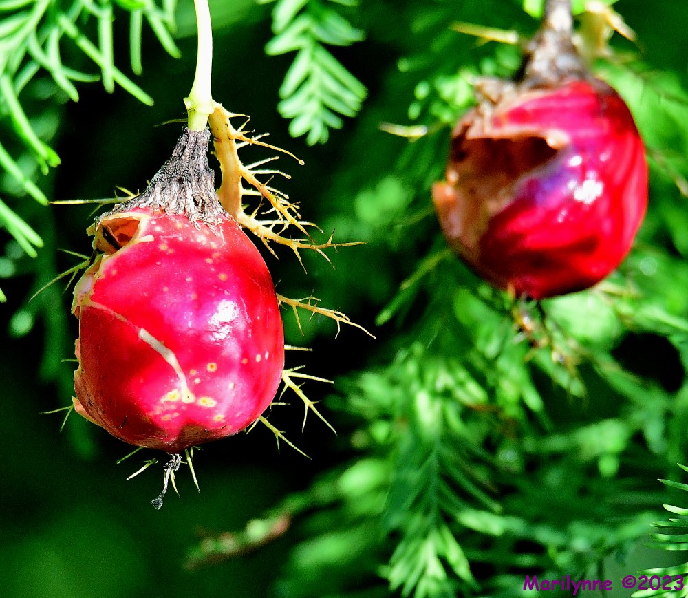 DSC_2317_001.JPG