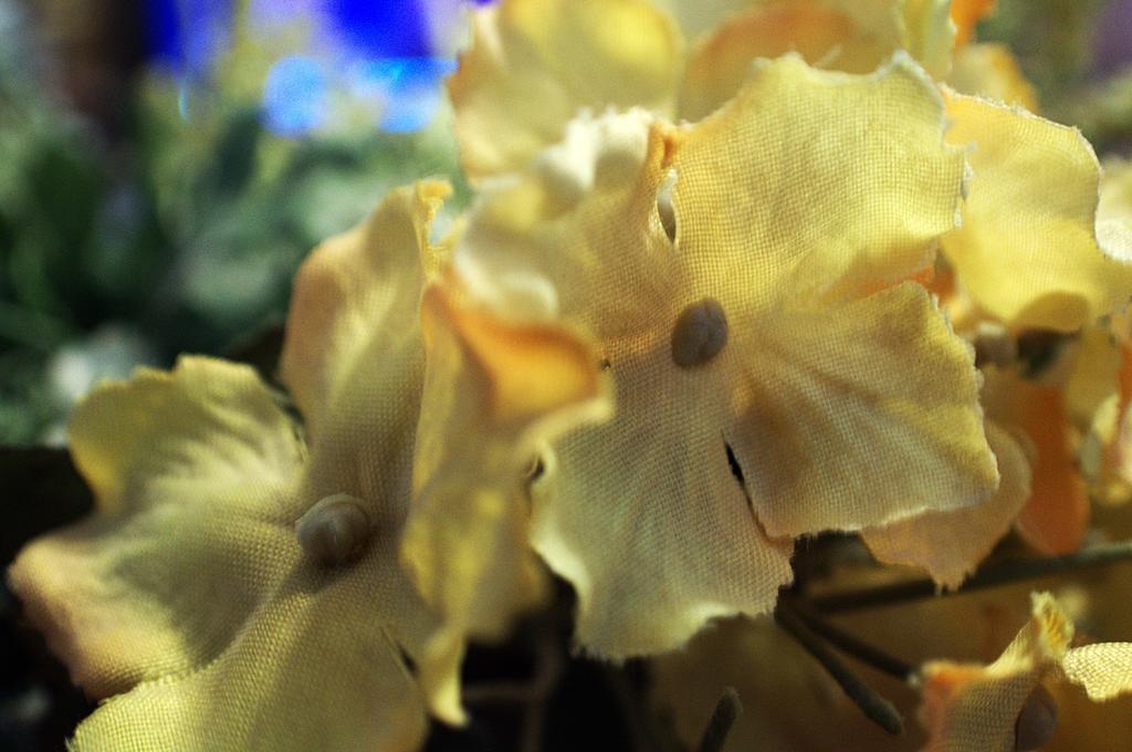 DSC_2318.jpg