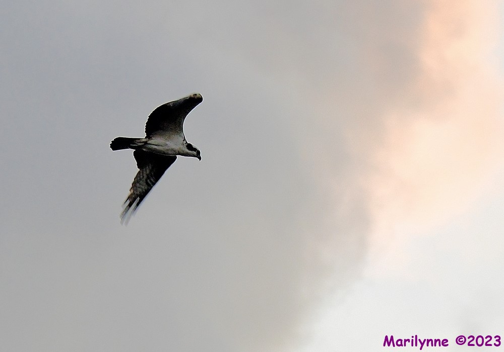 DSC_2319_001.JPG