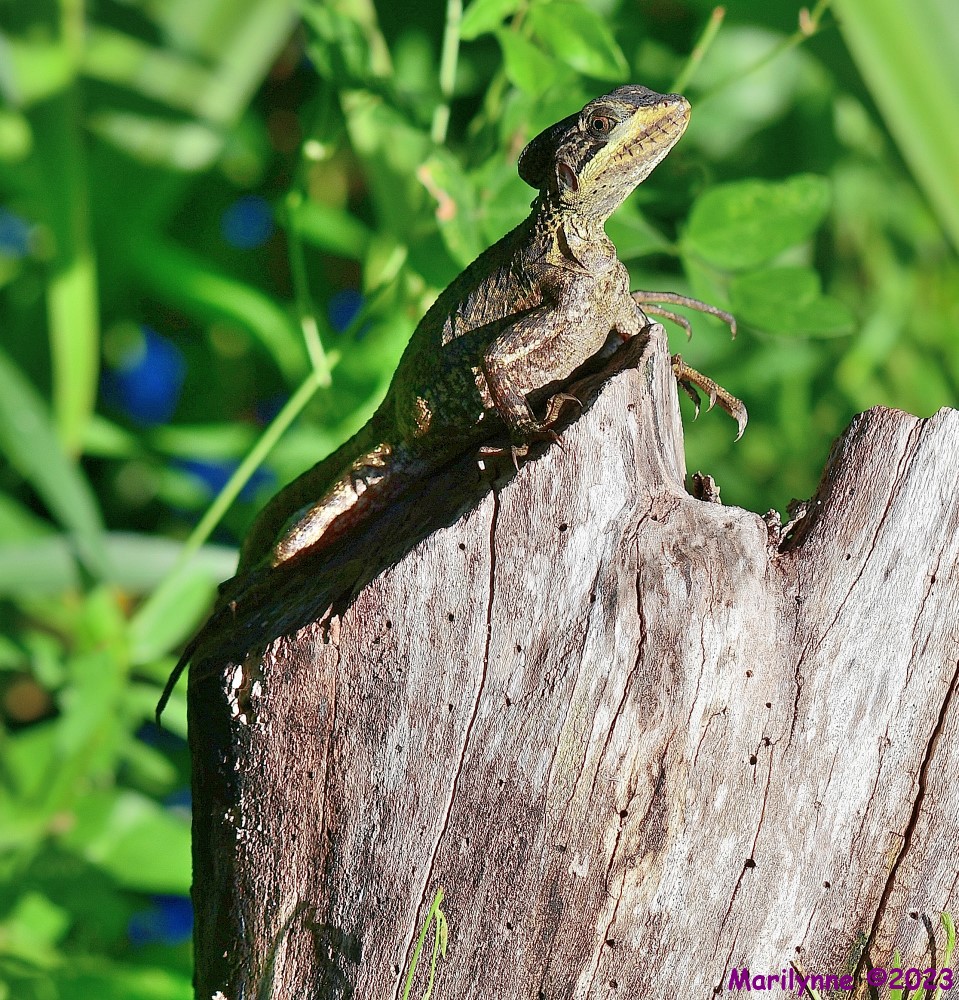 DSC_2320_001.JPG