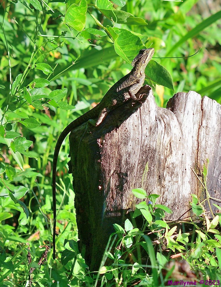DSC_2322_001.JPG