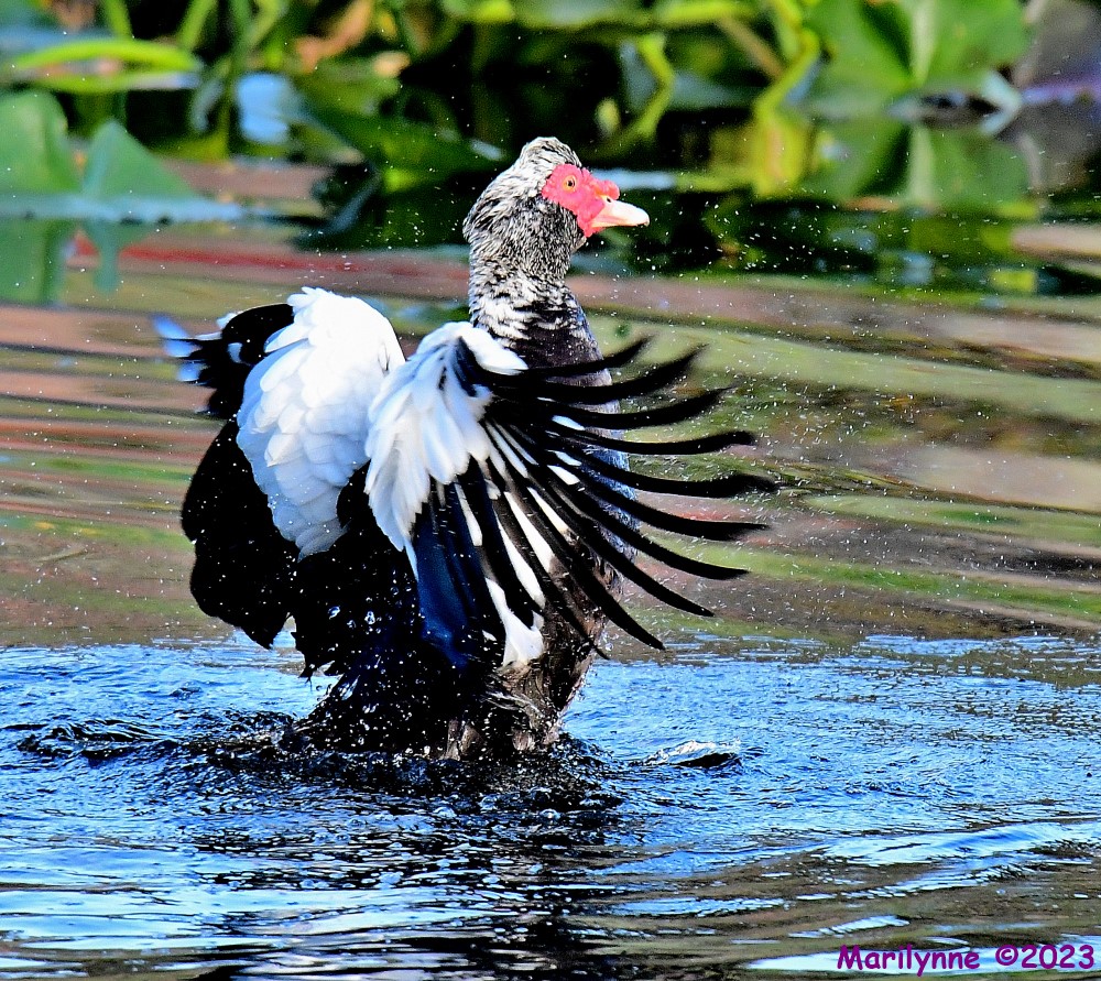 DSC_2323_001.JPG