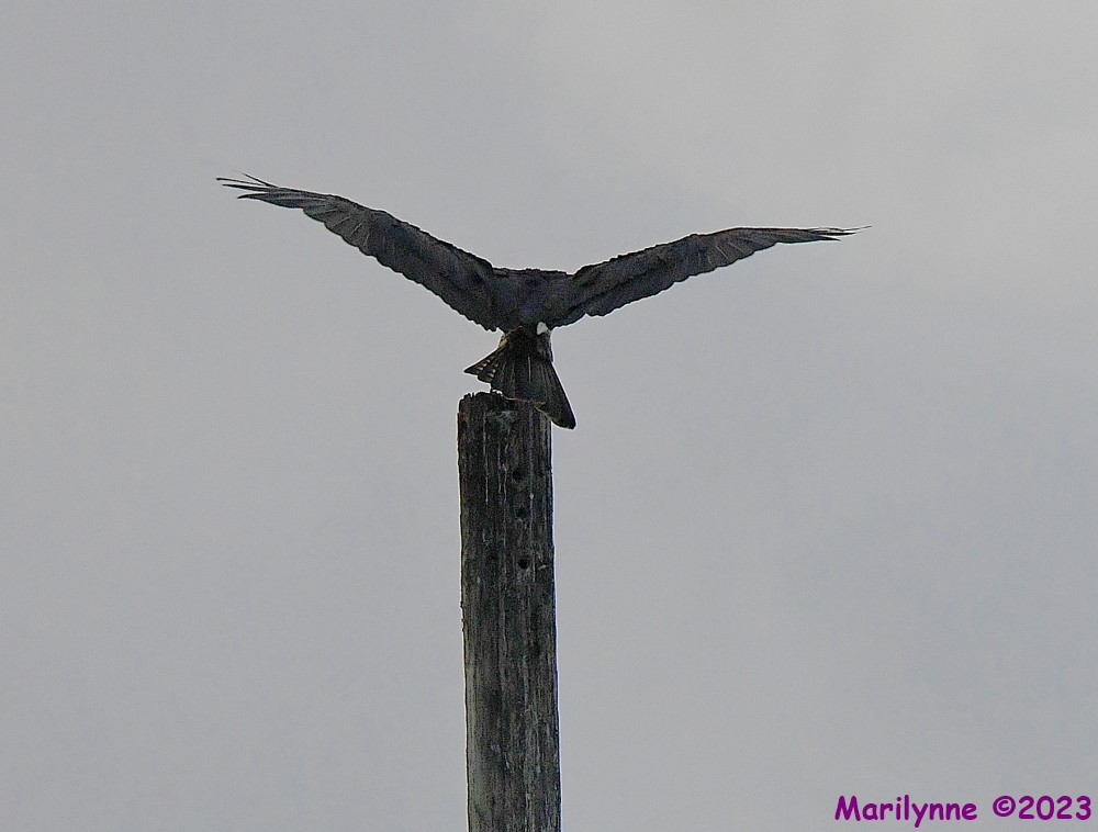 DSC_2324_001.JPG