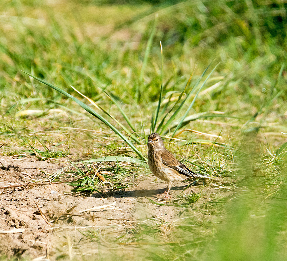 DSC_2325.jpg