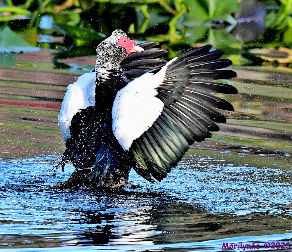 DSC_2325_001.JPG