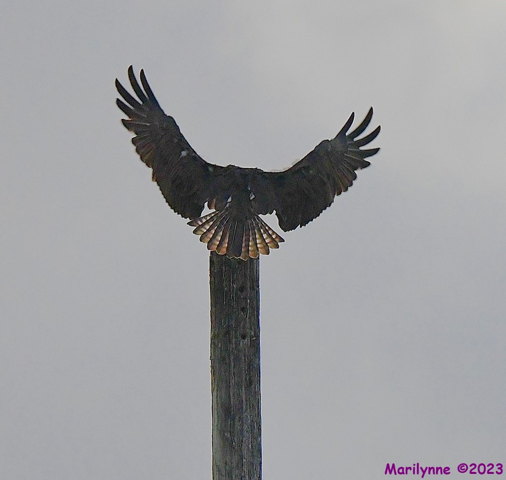 DSC_2325_001.JPG