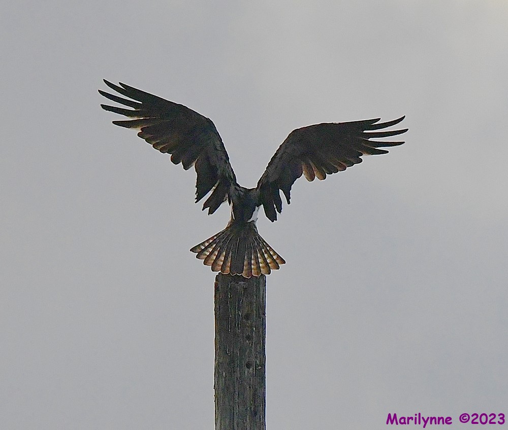 DSC_2326_001.JPG