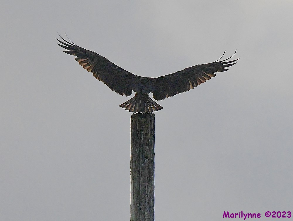 DSC_2327_001.JPG