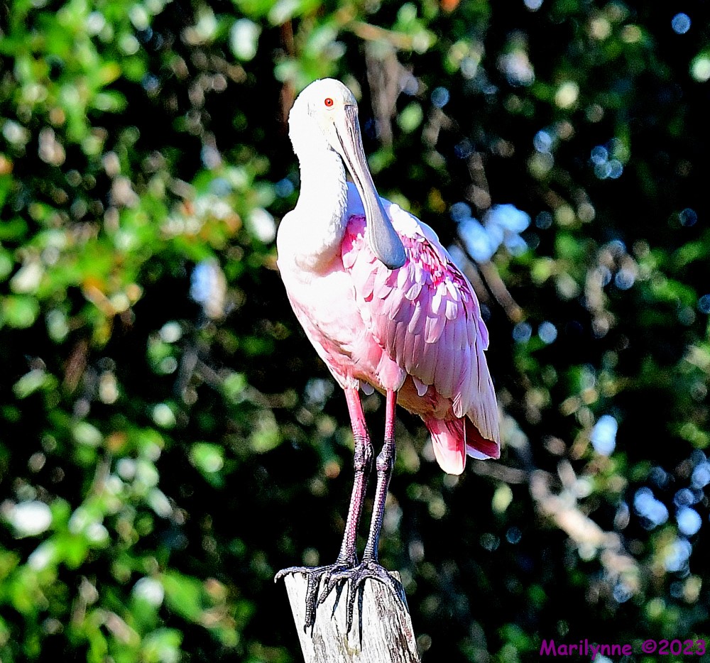 DSC_2328_001.JPG