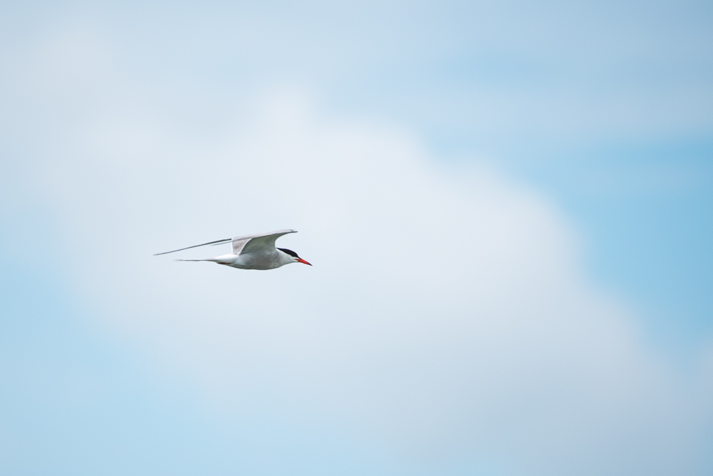 DSC_2329.jpg