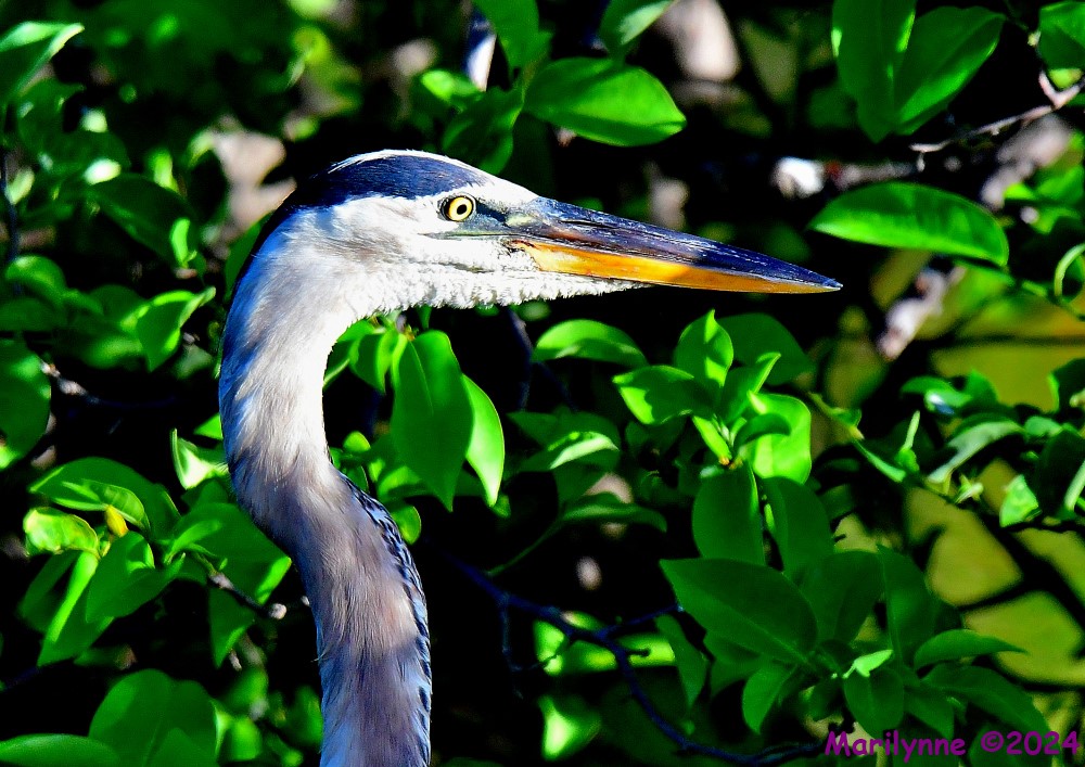 DSC_2331_001.JPG