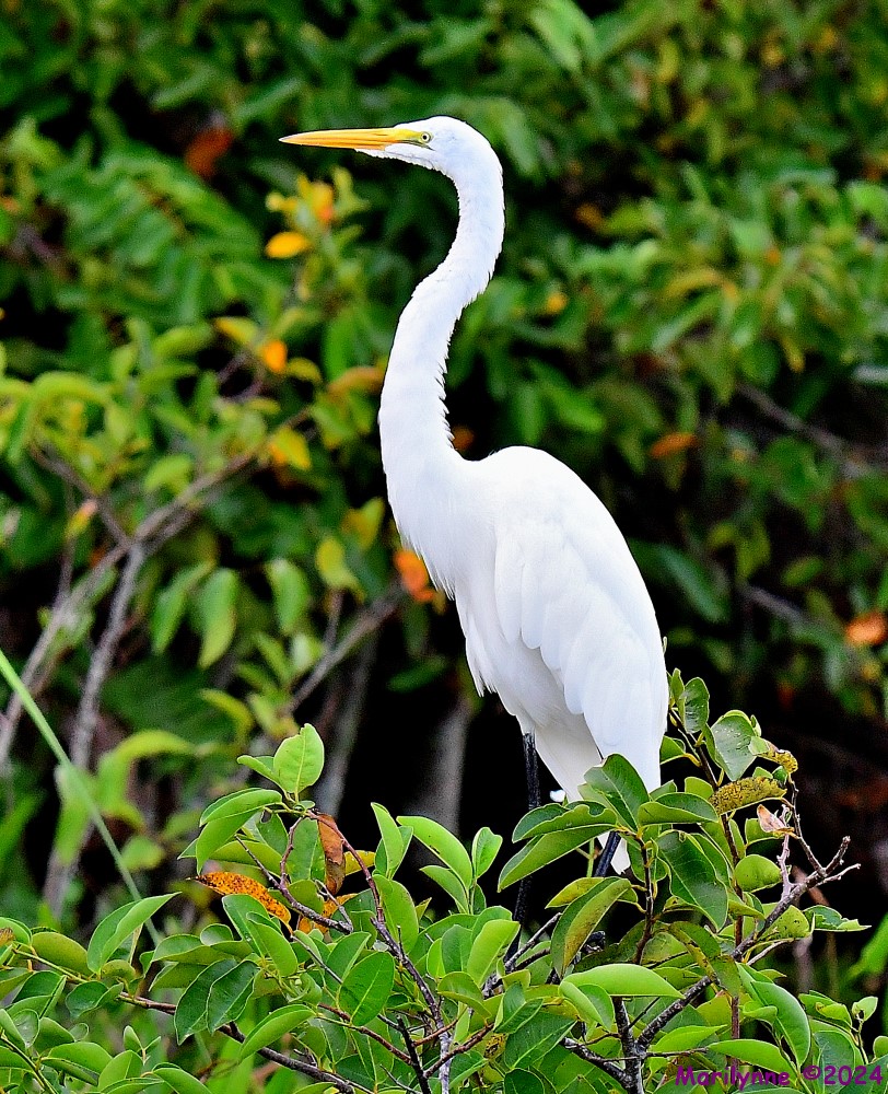 DSC_2331_001.JPG