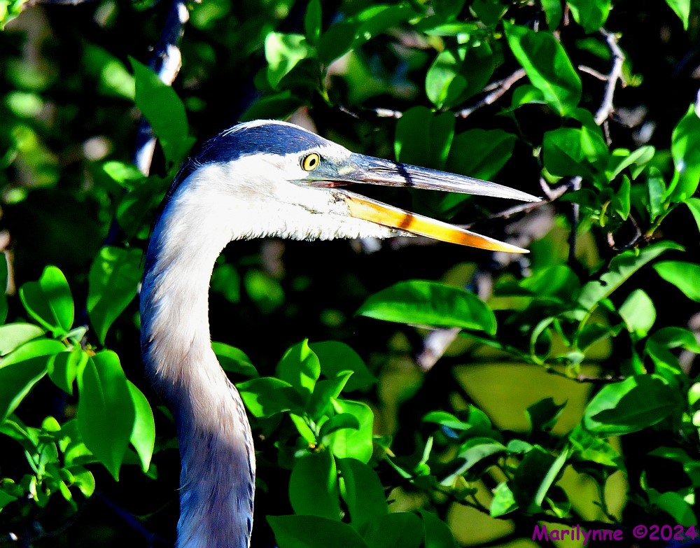 DSC_2332_001.JPG