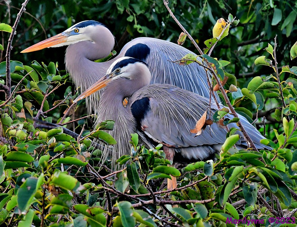 DSC_2333_001.JPG