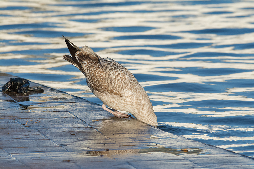 DSC_2334.jpg