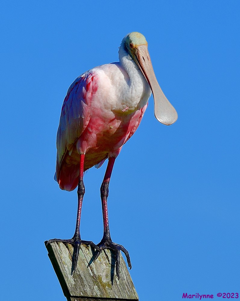 DSC_2334_001.JPG