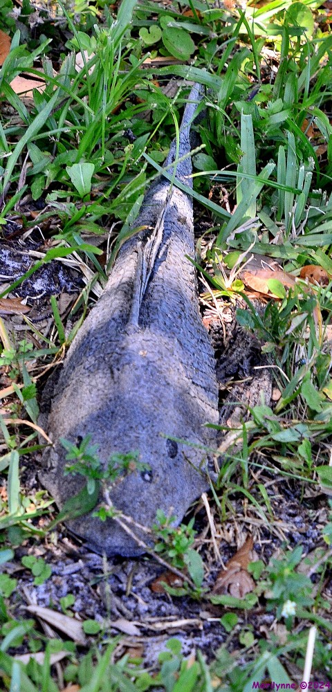 DSC_2334_001.JPG