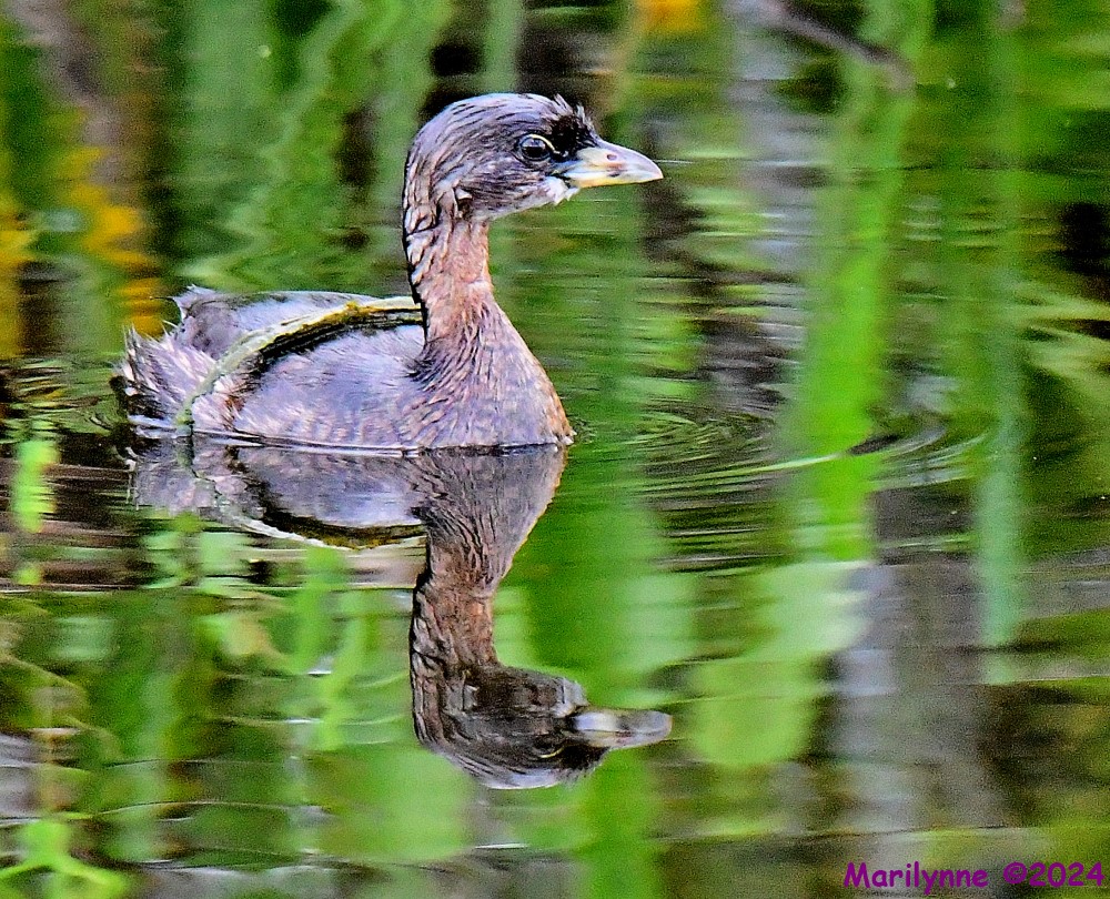 DSC_2335_001.JPG