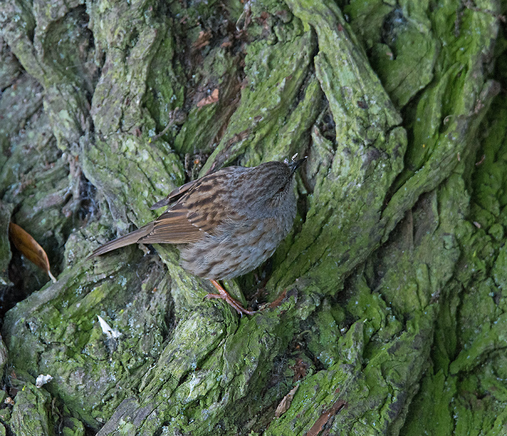 DSC_2336.jpg